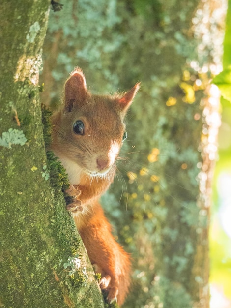 Primer plano de una ardilla en el tronco de un árbol