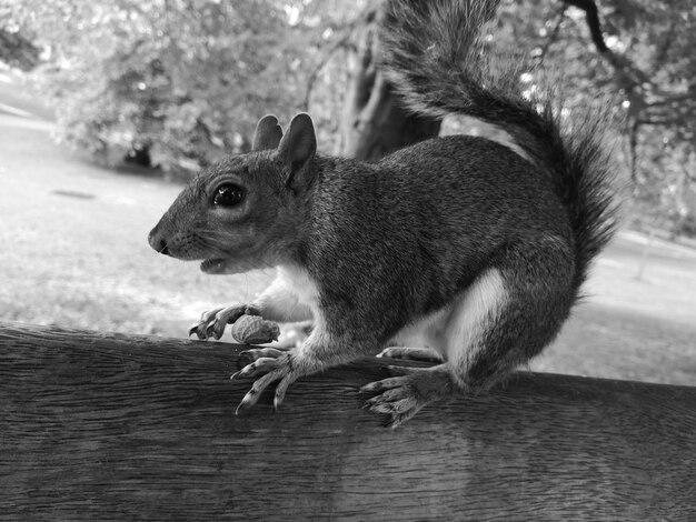 Foto primer plano de una ardilla