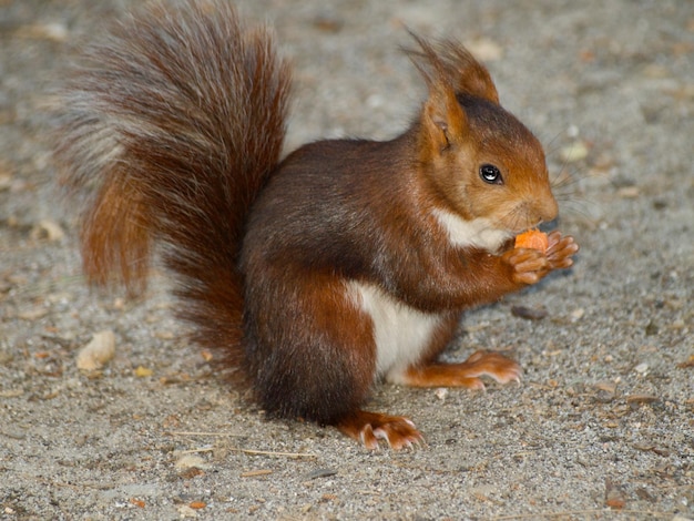 Foto primer plano de una ardilla