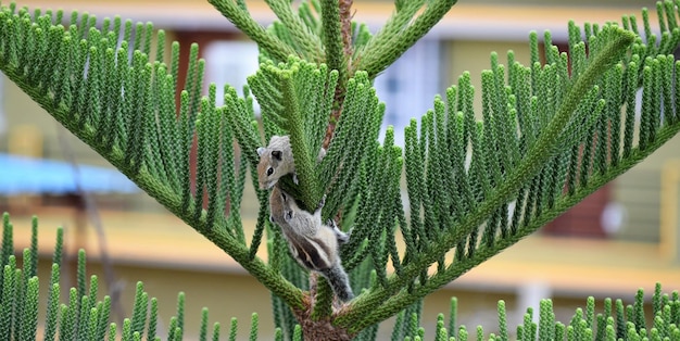 Foto primer plano de las ardillas en la planta