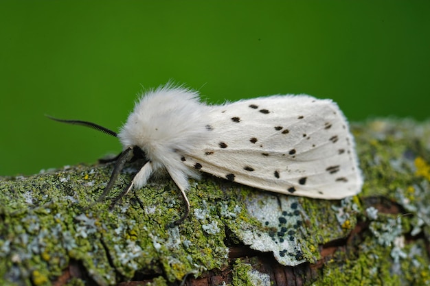 Primer plano del armiño blanco (Spilosoma lubricipeda)