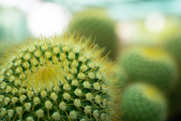 Primer plano arreglo de hermosos cactus y plantas suculentas en la planta del jardín de la puerta