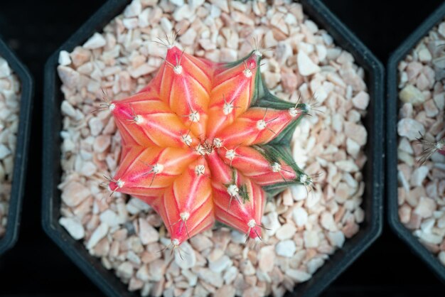 Primer plano arreglo de hermosos cactus y plantas suculentas en la planta del jardín de la puerta