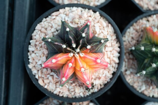 Primer plano arreglo de hermosos cactus y plantas suculentas en la planta del jardín de la puerta