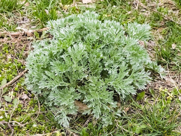 Primer plano de la artemisia a principios de la primavera El ajenjo Plantas medicinales