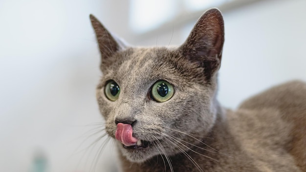 Primer plano de aseo y cepillado de gatos por parte de un peluquero profesional