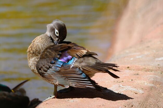 Foto un primer plano del aseo de los patos junto al lago