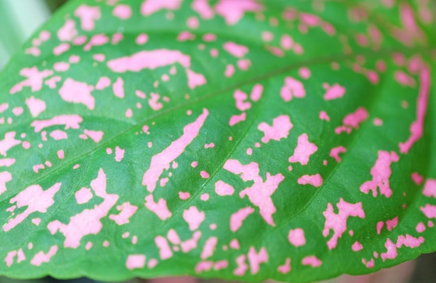 Un primer plano del asombroso patrón verde y rosa de la planta de polca en maceta