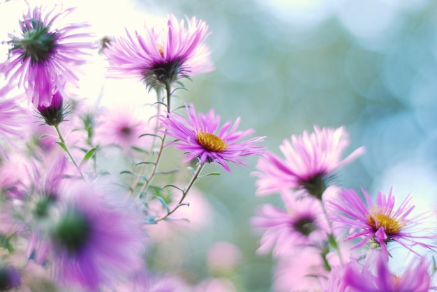 Primer plano de ásteres de flores púrpuras