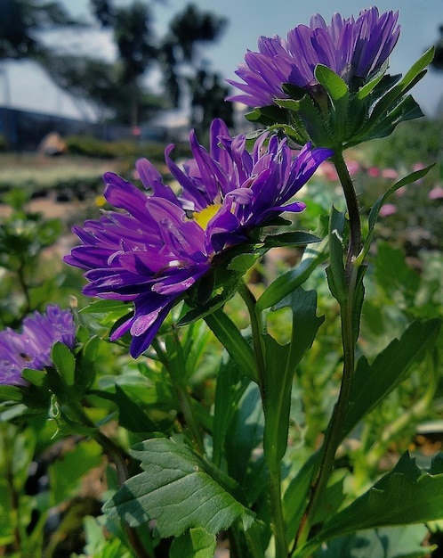 Foto un primer plano de los ásteres púrpuras que florecen en el campo