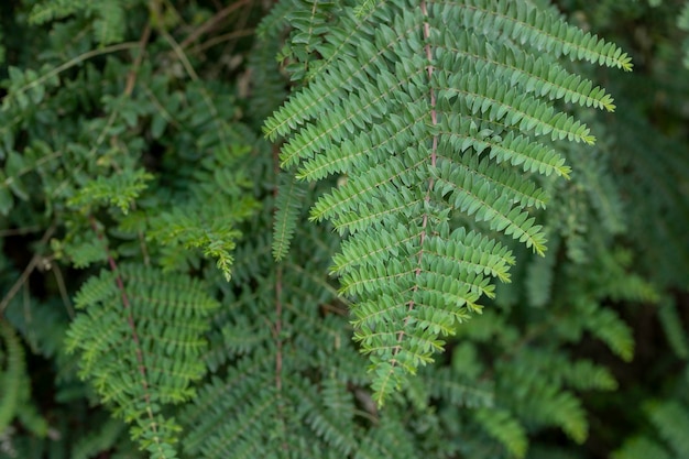 Primer plano de atractivas hojas verdes como fondo de pantalla de la naturaleza