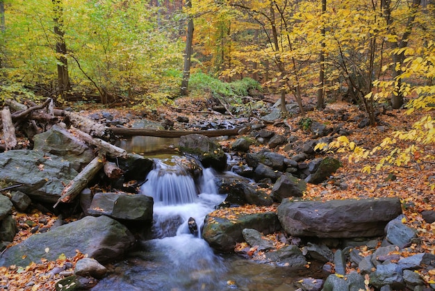 El primer plano de Autumn Creek con arces amarillos y follaje sobre rocas en el bosque con ramas de árboles.