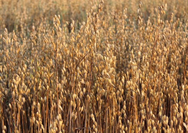 Primer plano de avena en el campo