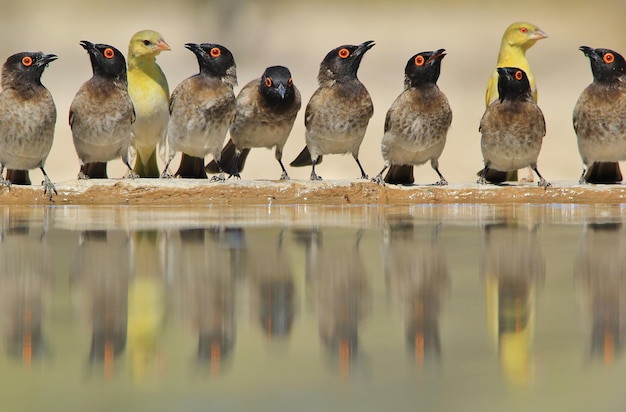 Foto primer plano de aves en el agua