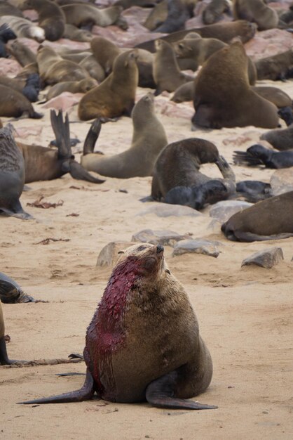 Foto primer plano de aves en la arena de la playa