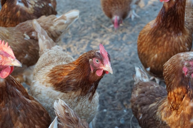 Un primer plano de las aves en el campo.