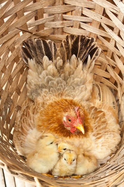 Foto primer plano de las aves en la canasta