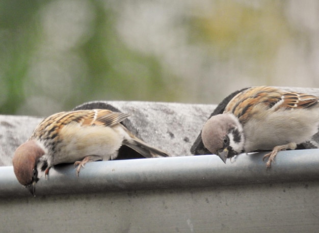 Foto primer plano de las aves comiendo