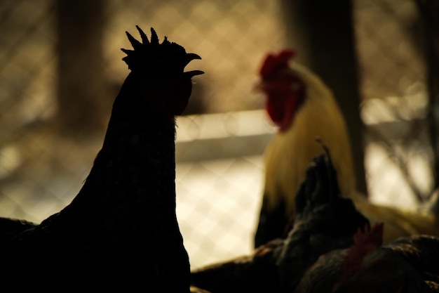 Foto primer plano de las aves contra un fondo borroso