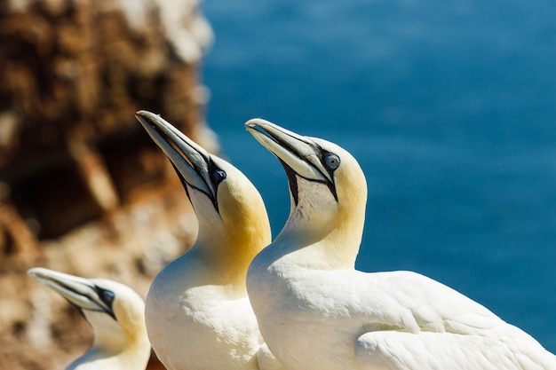 Primer plano de aves contra el mar