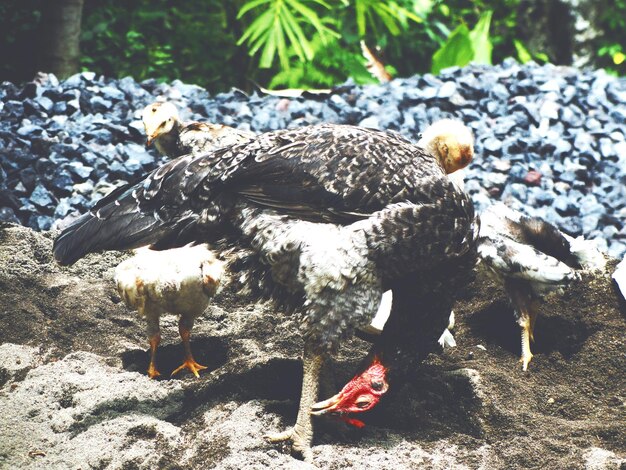 Primer plano de las aves de gallina