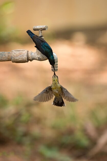 Foto primer plano de aves en el grifo al aire libre