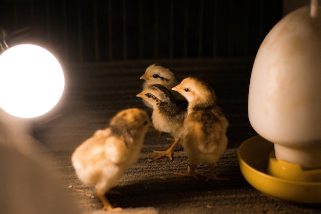 Primer plano de aves en una habitación iluminada