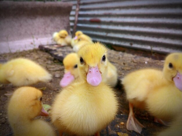 Foto primer plano de las aves en jaula