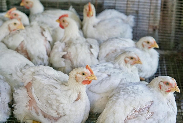 Primer plano de las aves en jaula