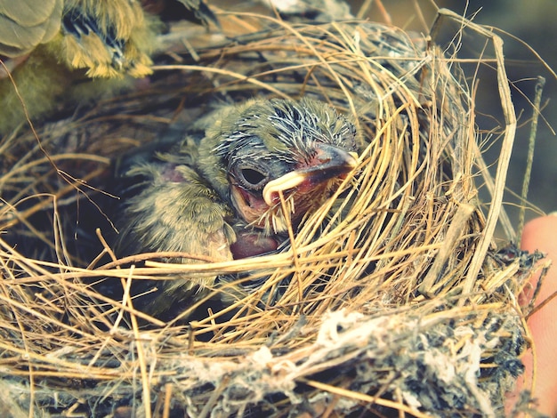 Primer plano de aves jóvenes en el nido