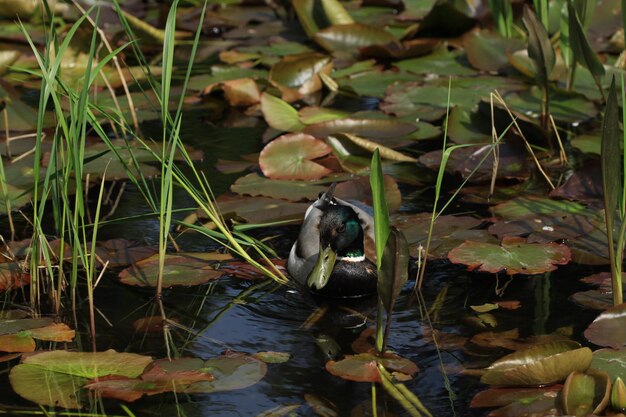 Primer plano de las aves en el lago