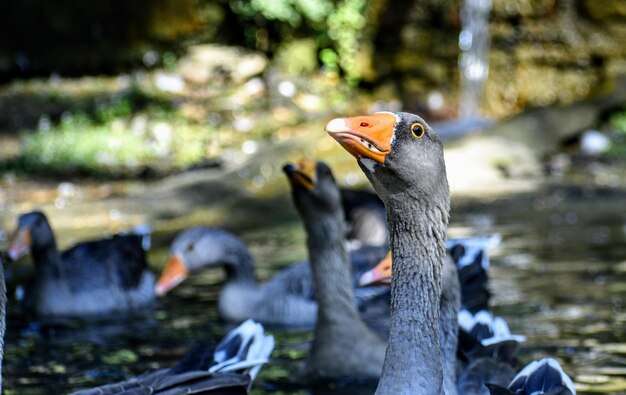 Primer plano de las aves en el lago