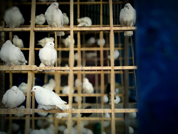 Primer plano de aves en madera