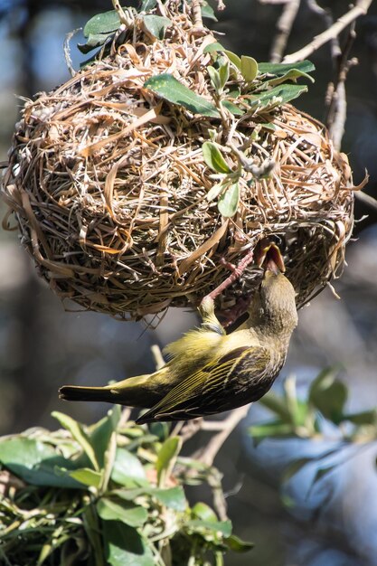 Foto primer plano de las aves en el nido