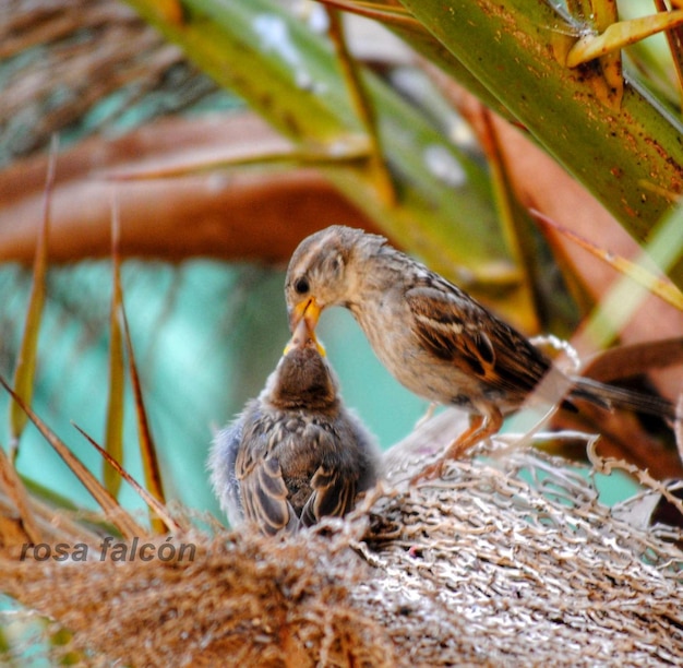 Foto primer plano de las aves en el nido