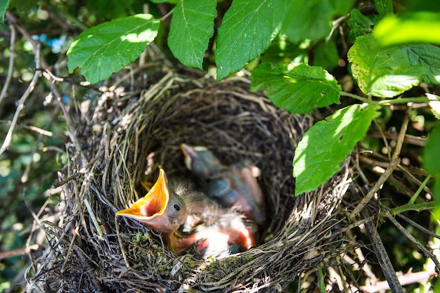 Primer plano de las aves en el nido