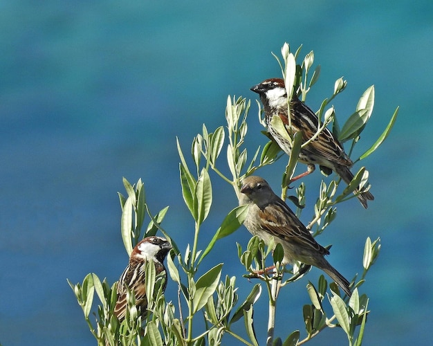 Foto primer plano de aves posadas en una planta