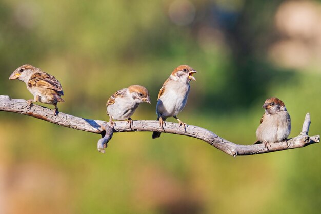 Primer plano de aves posadas en una rama