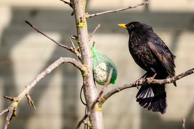 Primer plano de aves posadas en una rama