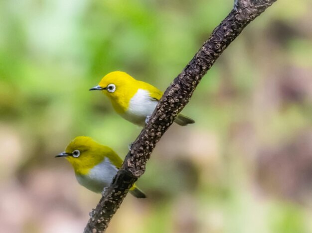 Foto primer plano de aves posadas en una rama