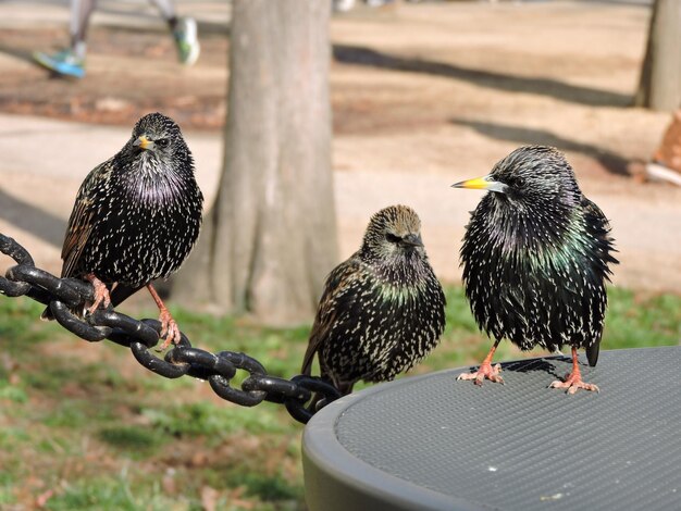 Foto primer plano de aves posadas en el suelo