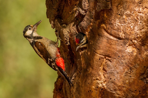 Primer plano de aves posadas en el tronco de un árbol