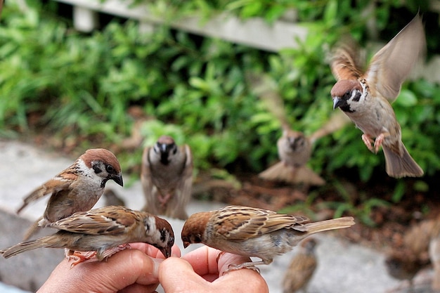 Foto primer plano de las aves que se alimentan a mano