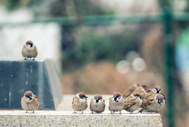 Un primer plano de las aves que se posan