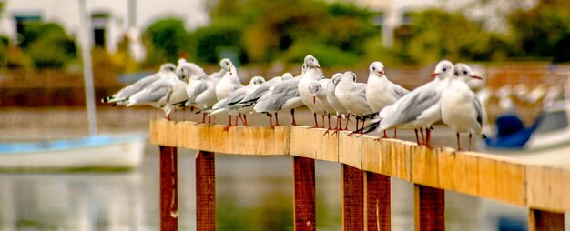 Foto un primer plano de las aves que se posan