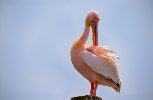 Primer plano de aves silvestres africanas. Un gran pájaro pelícano rosado de Namibia contra un cielo azul brillante