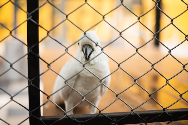 Foto primer plano de las aves en la valla de enchaines