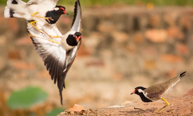 Primer plano de aves en vuelo