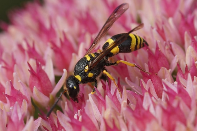 Primer plano de una avispa alfarera, Ancistrocerus nigricornis, bebiendo néctar de una flor rosa en el jardín