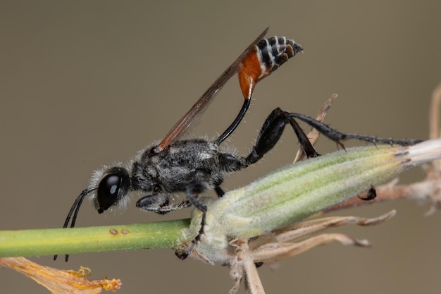 Primer plano de la avispa de arena de banda roja ammophila sabulosa